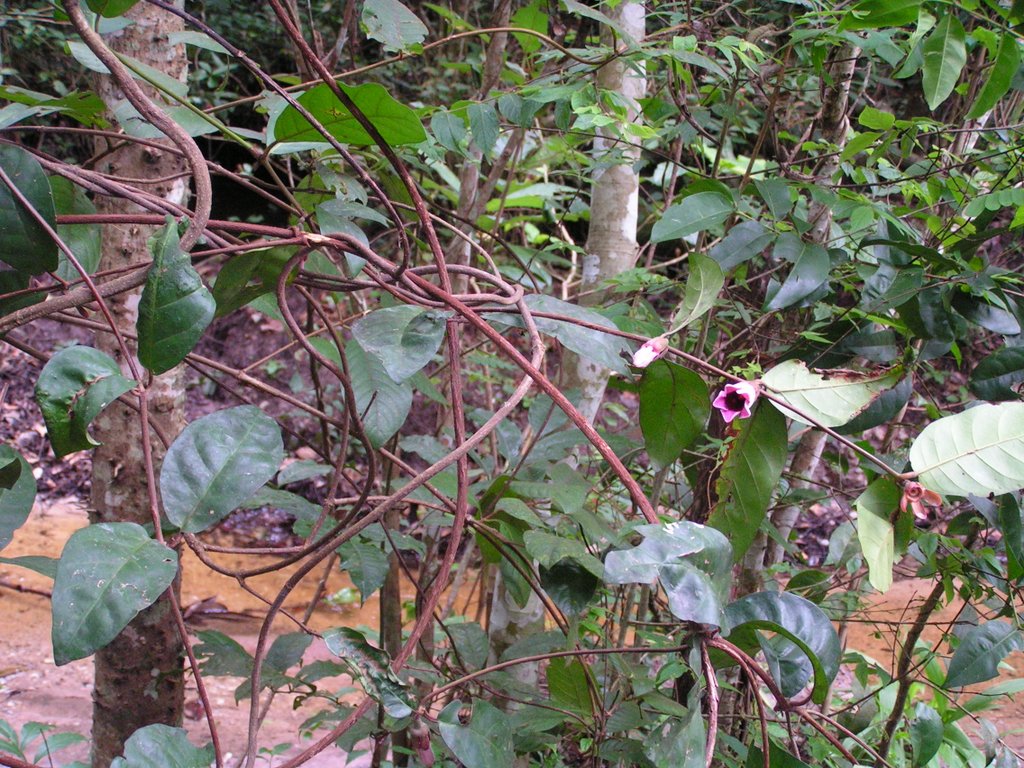 Sherbournia bignoniiflora var. bignoniiflora