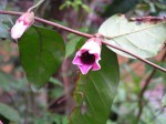 Sherbournia bignoniiflora var. bignoniiflora