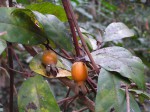 Sherbournia bignoniiflora var. bignoniiflora