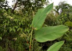 Thalia geniculata