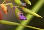 Thalia geniculata