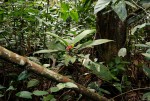 Stipularia africana