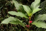 Stipularia africana