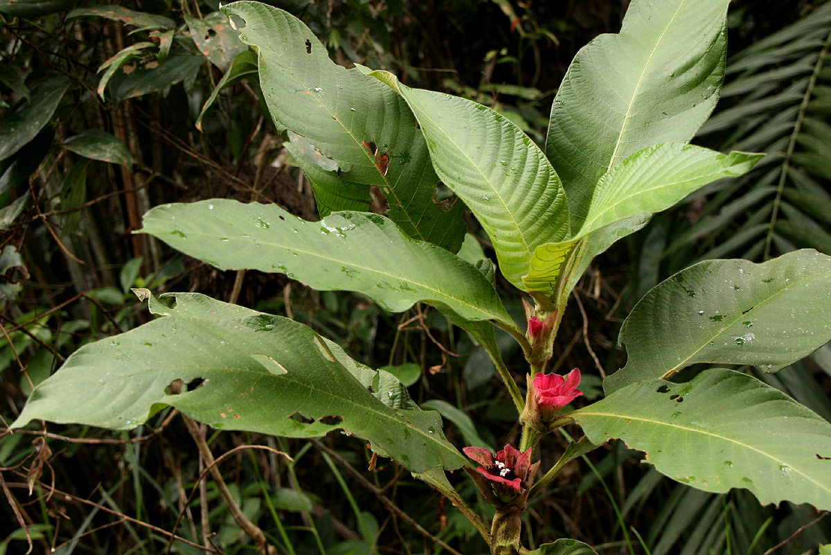 Stipularia africana