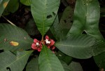 Stipularia africana