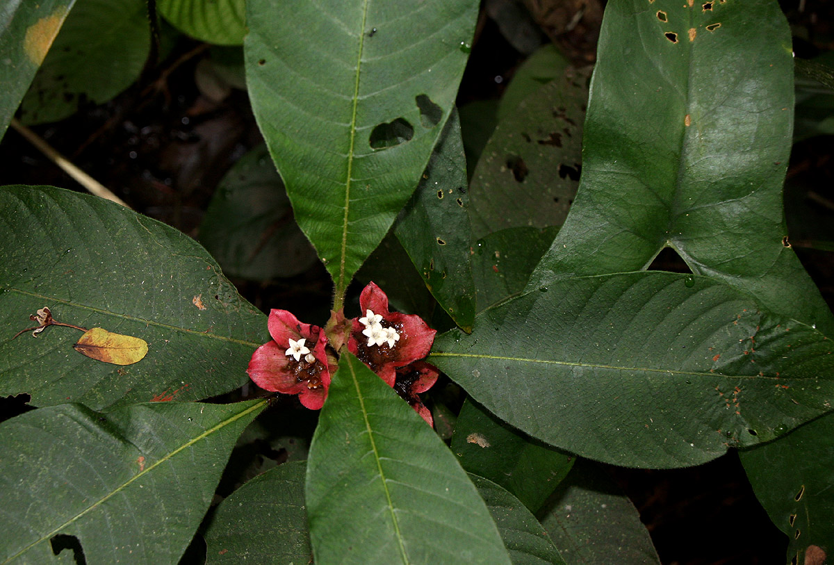 Stipularia africana