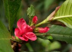 Stipularia africana