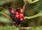 Stipularia africana