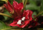 Stipularia africana