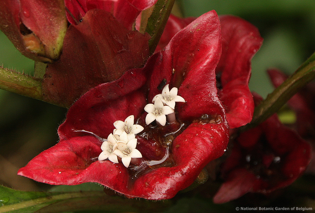 Stipularia africana
