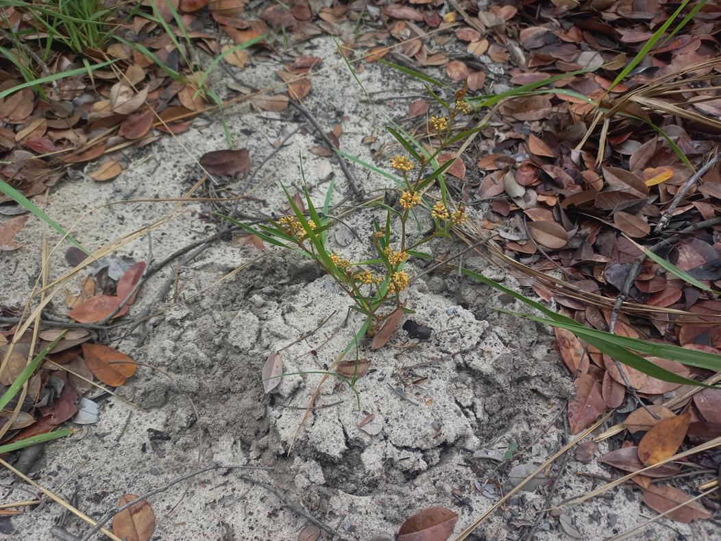 Cissus guerkeana