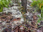 Cissus guerkeana