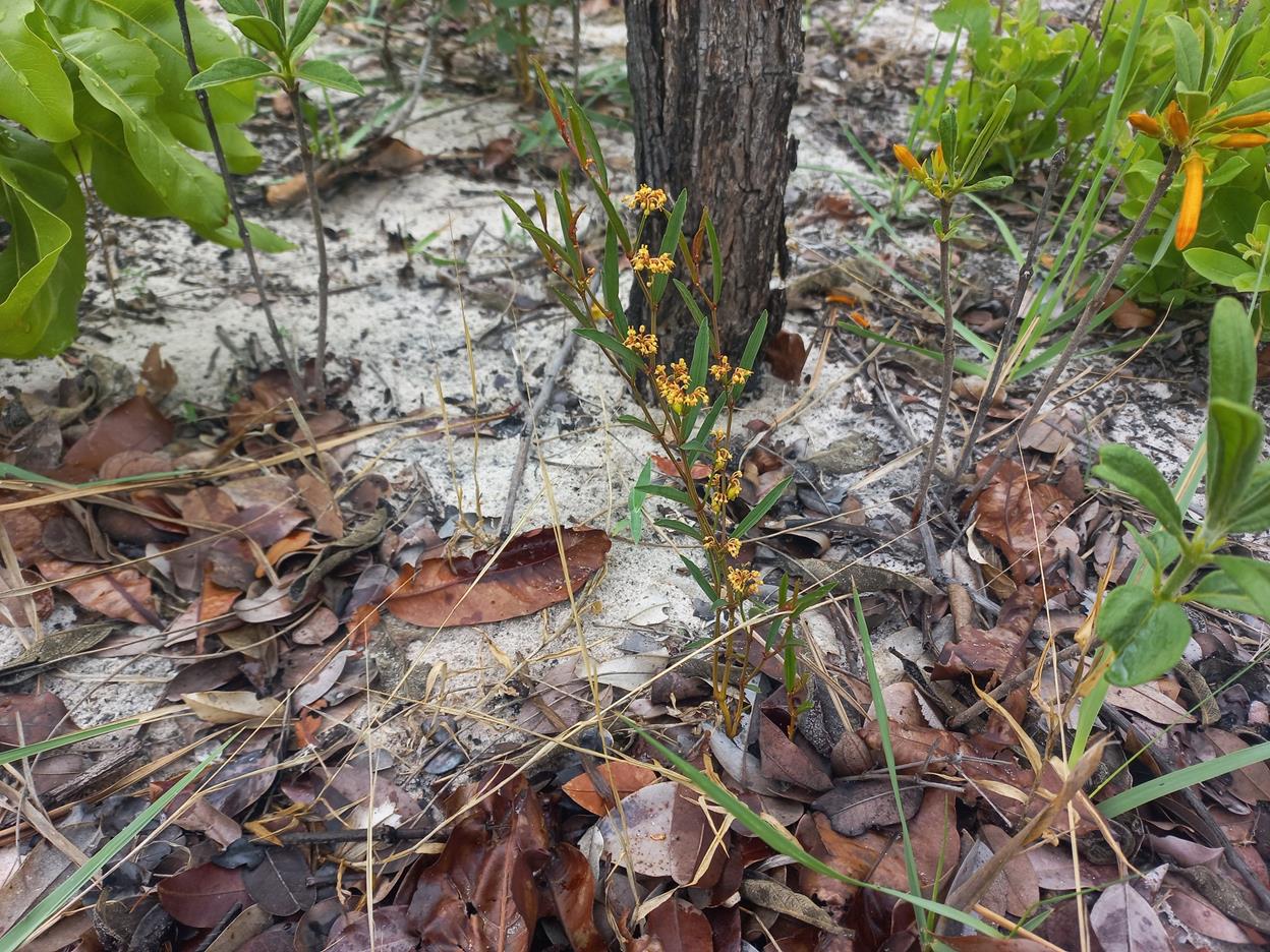 Cissus guerkeana