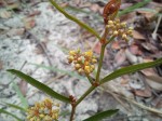 Cissus guerkeana