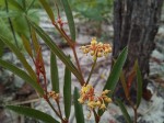 Cissus guerkeana