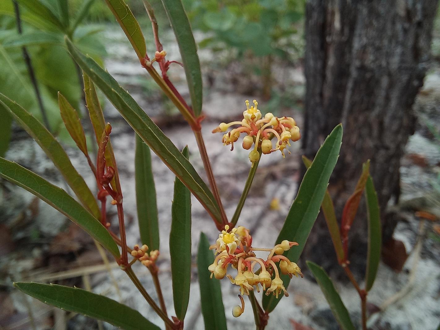 Cissus guerkeana