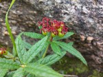 Cyphostemma elisabethvilleanum