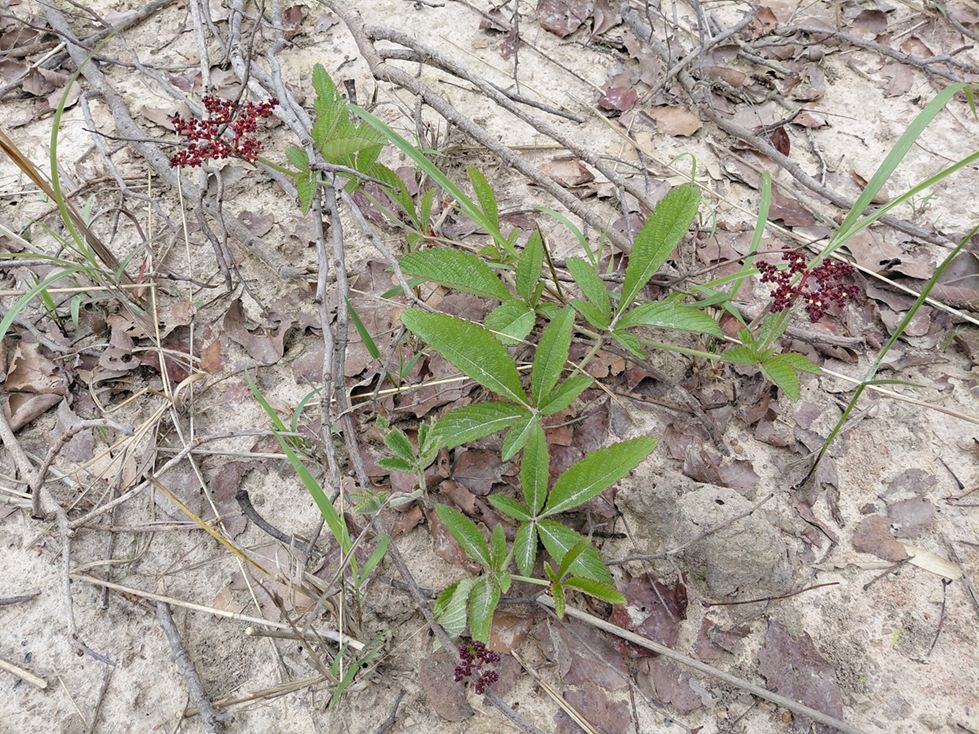 Cyphostemma obovato-oblongum