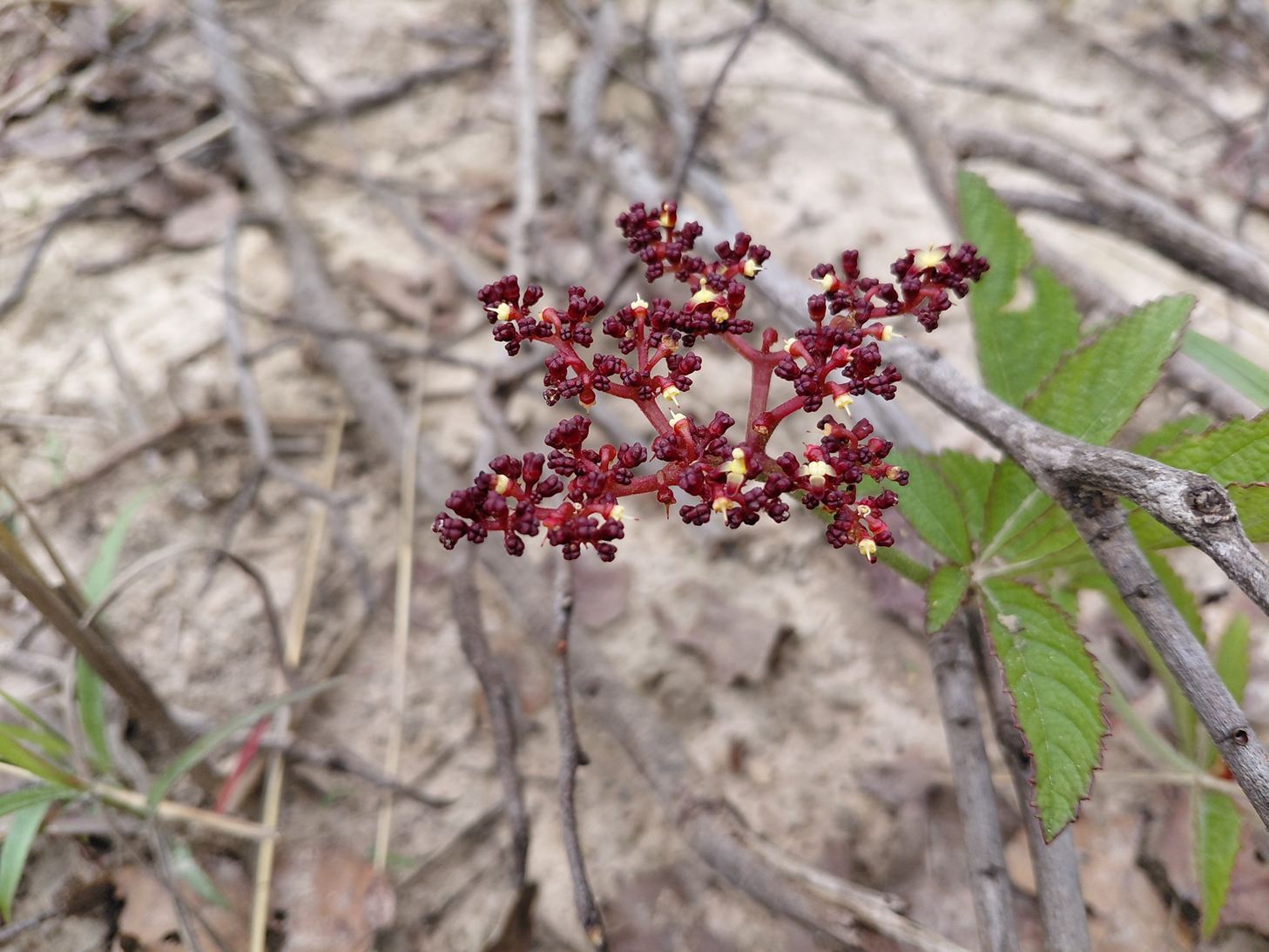 Cyphostemma obovato-oblongum