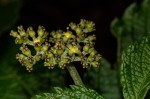 Cyphostemma vandenbrandeanum