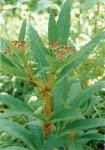 Cyphostemma vanmeelii