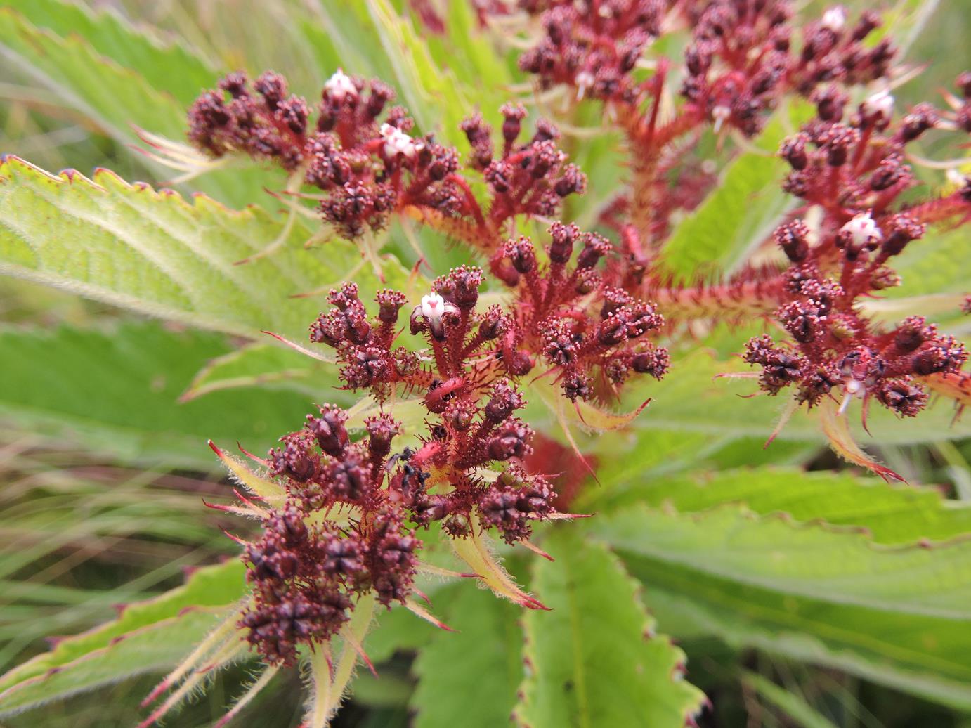 Cyphostemma vanmeelii Cyphostemma vanmeelii