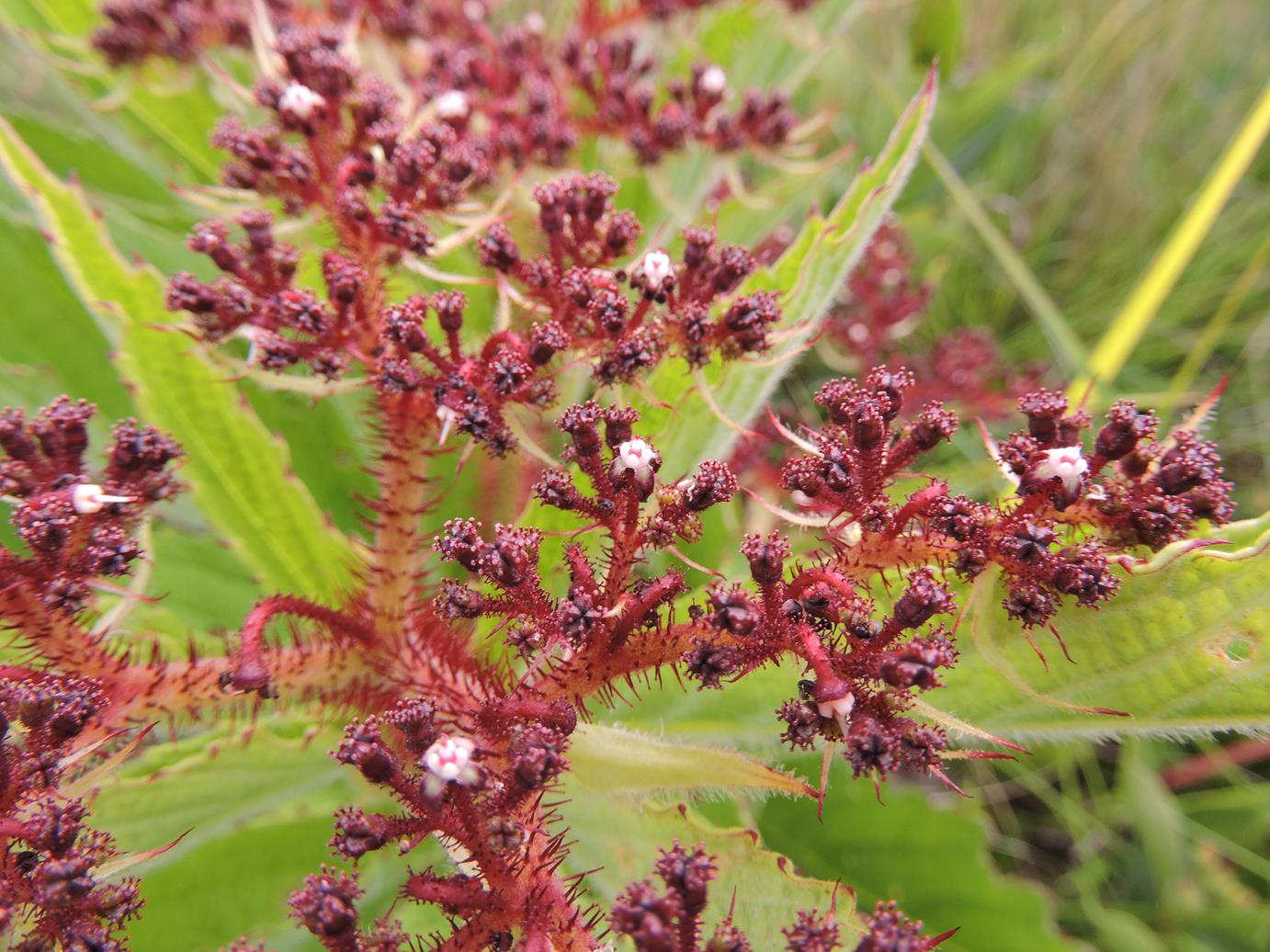 Cyphostemma vanmeelii Cyphostemma vanmeelii