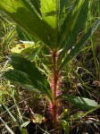 Cyphostemma vanmeelii