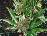Cyphostemma vanmeelii