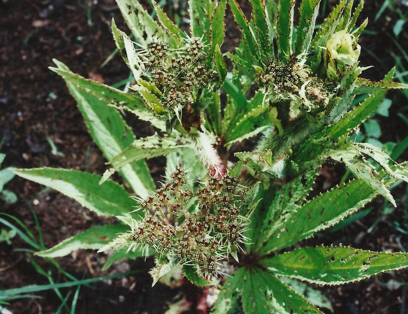 Cyphostemma vanmeelii