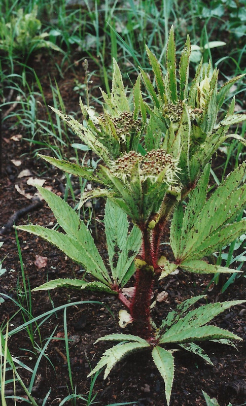 Cyphostemma vanmeelii