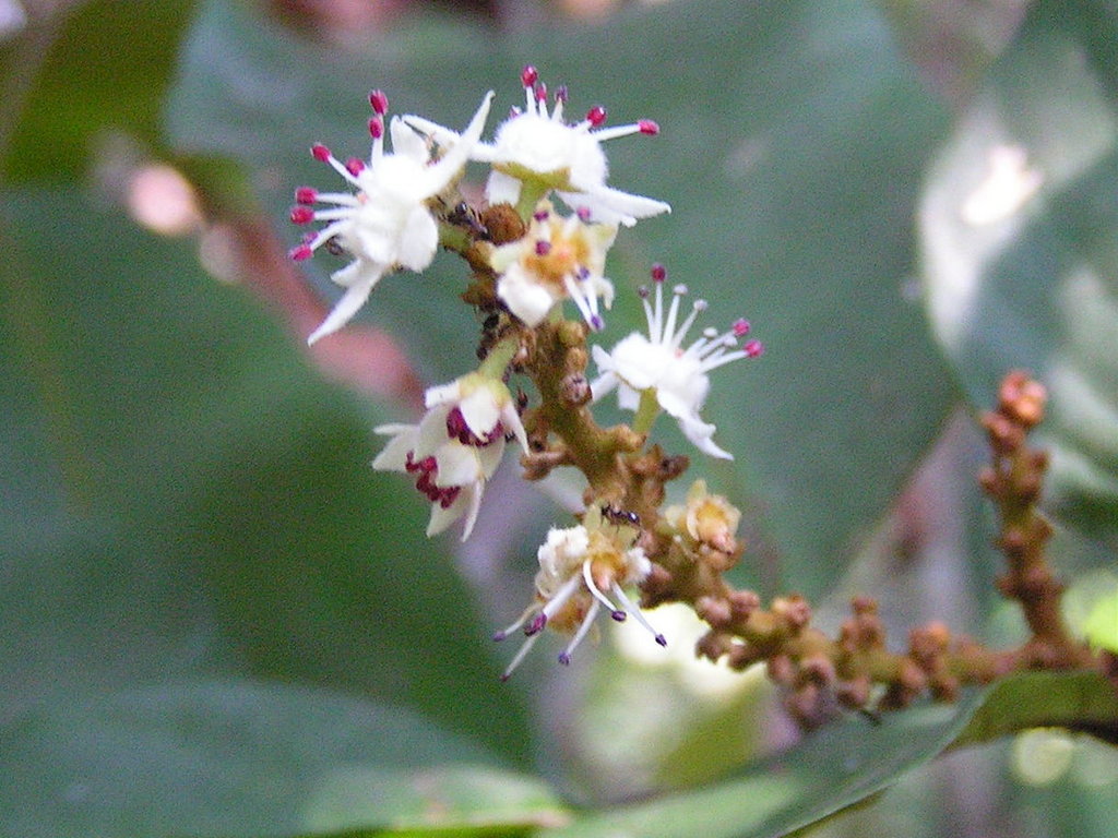 Eriocoelum lawtonii