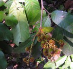Eriocoelum lawtonii