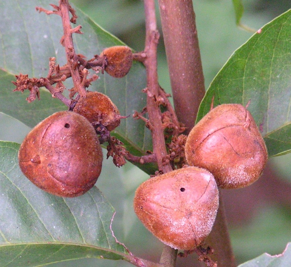 Eriocoelum lawtonii