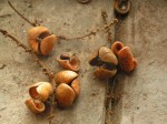 Eriocoelum lawtonii