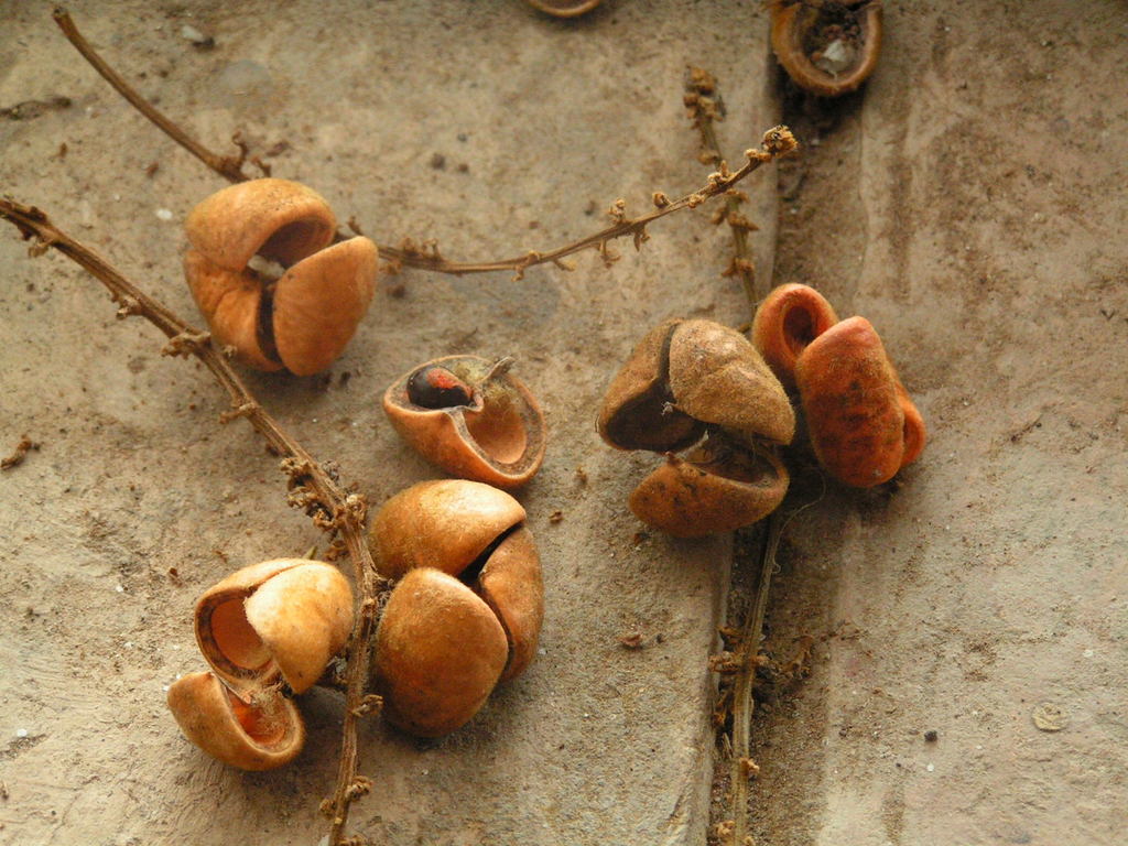 Eriocoelum lawtonii