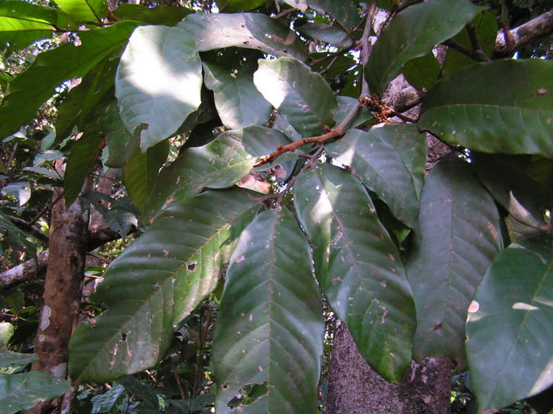 Eriocoelum lawtonii