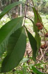 Eriocoelum lawtonii