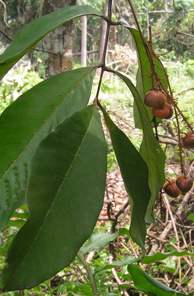 Eriocoelum lawtonii