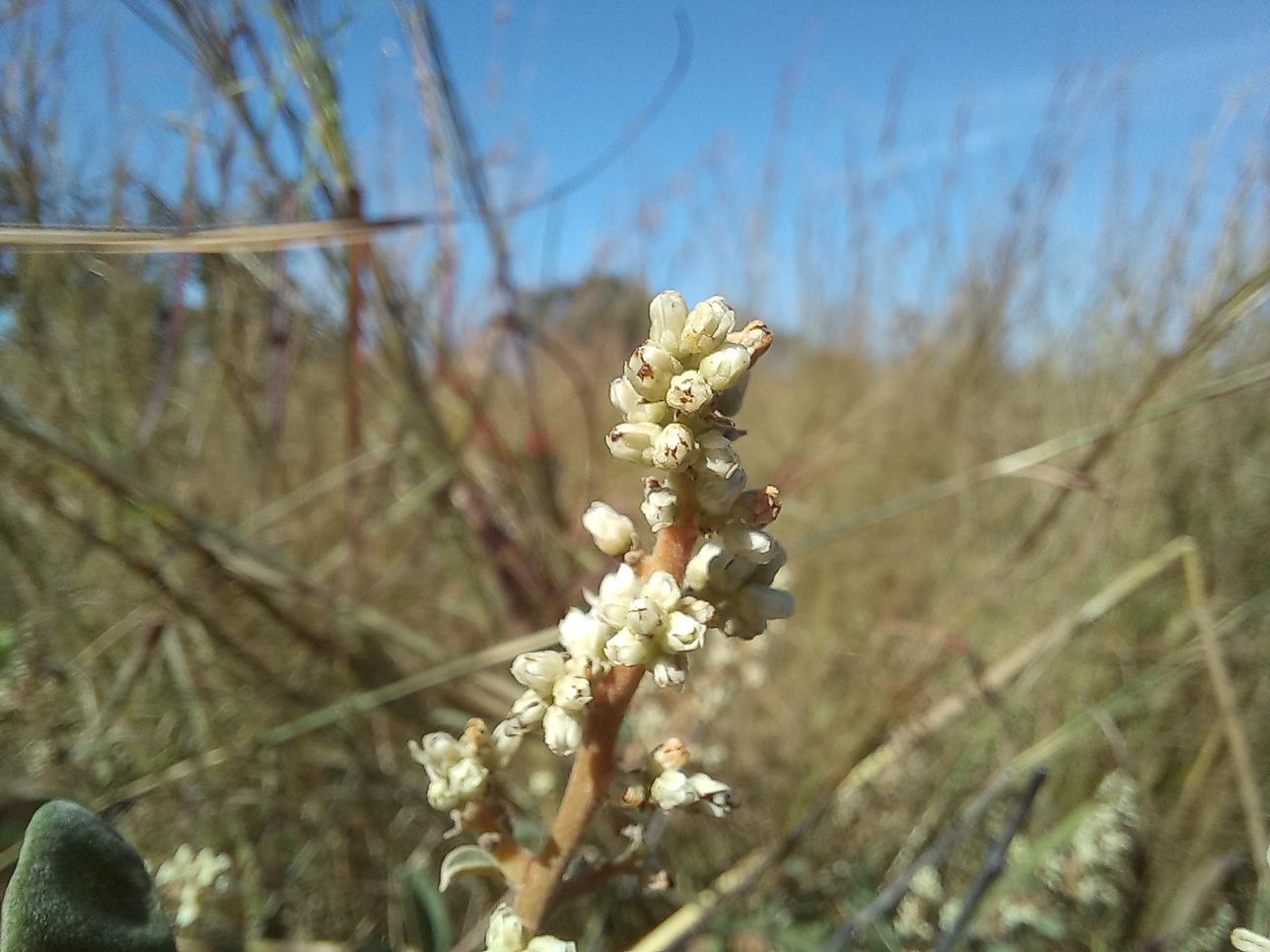 Ozoroa kassneri var. kassneri