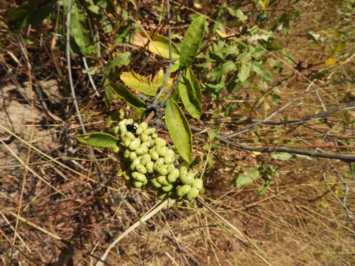 Ozoroa pwetoensis var. pwetoensis Ozoroa pwetoensis var. pwetoensis