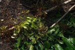 Pseudospondias microcarpa