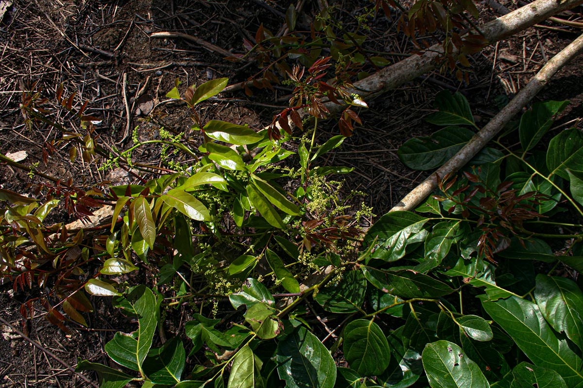 Pseudospondias microcarpa