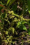Pseudospondias microcarpa