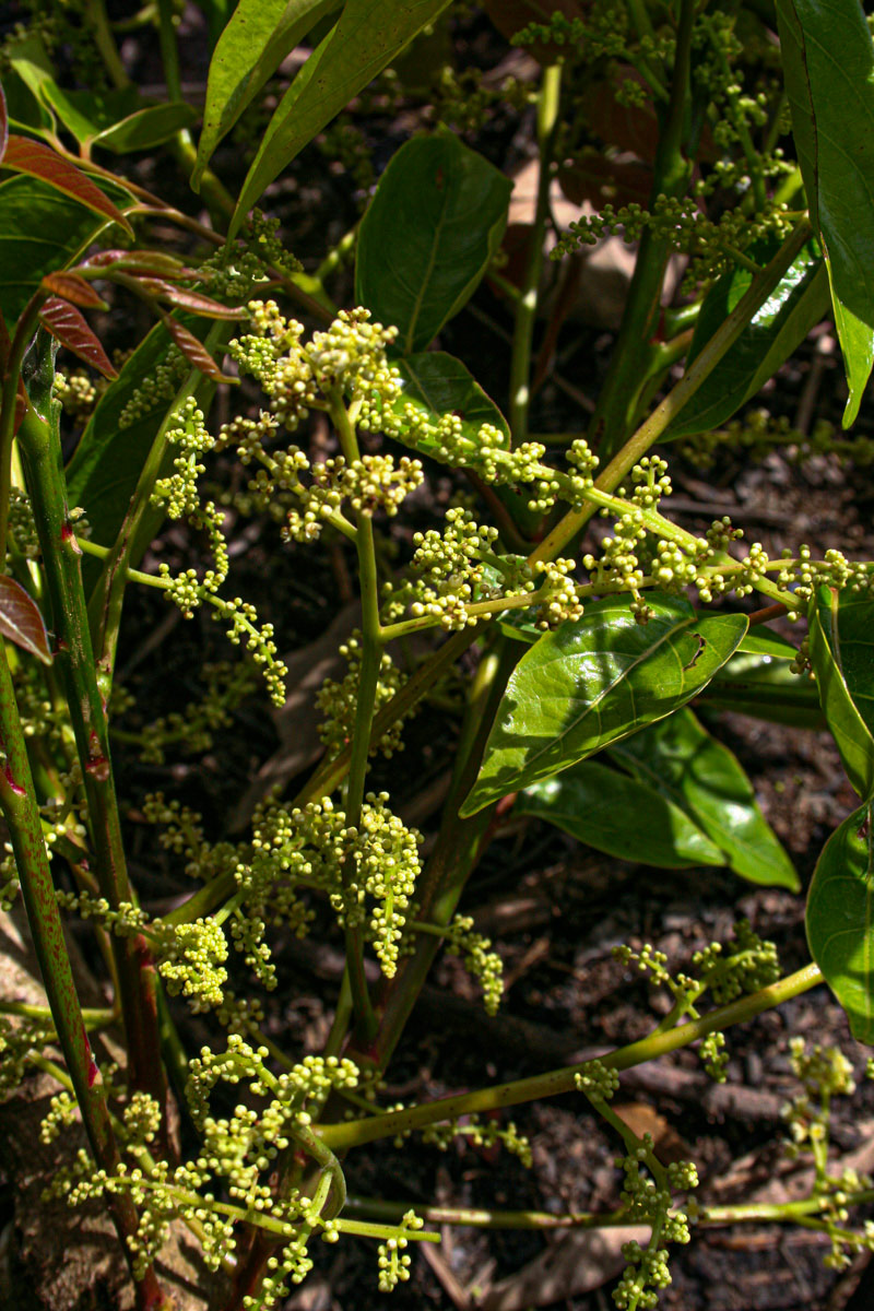 Pseudospondias microcarpa