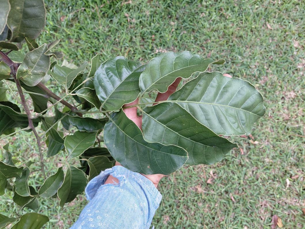 Pseudospondias microcarpa Pseudospondias microcarpa