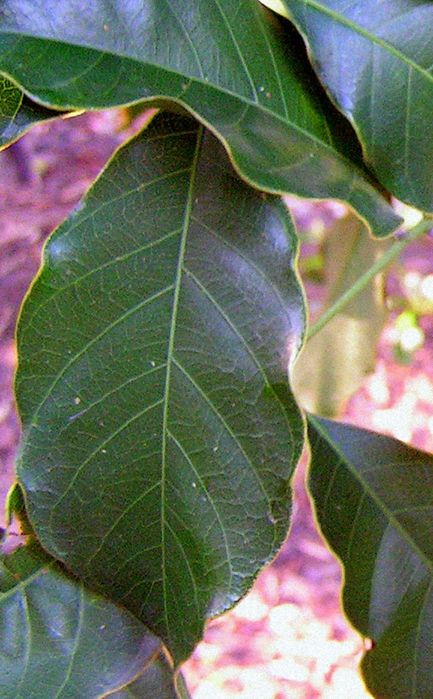 Sorindeia katangensis