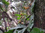 Sorindeia katangensis