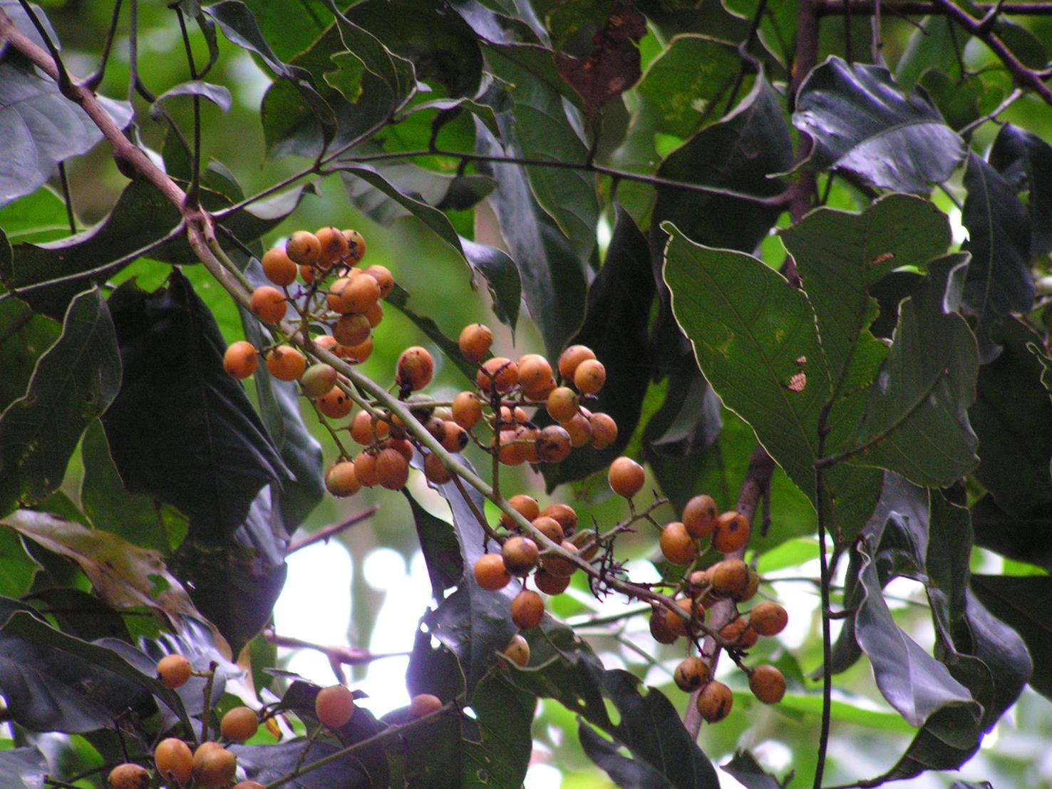 Sorindeia katangensis