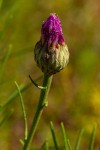 Vernonia perrottetii